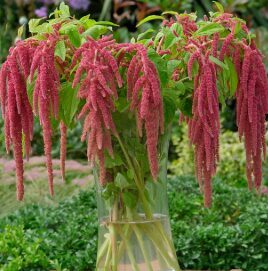 Amarants 'Coral Fountain'